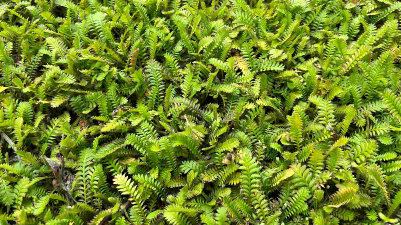 Replace grass with no-effort ground covers.