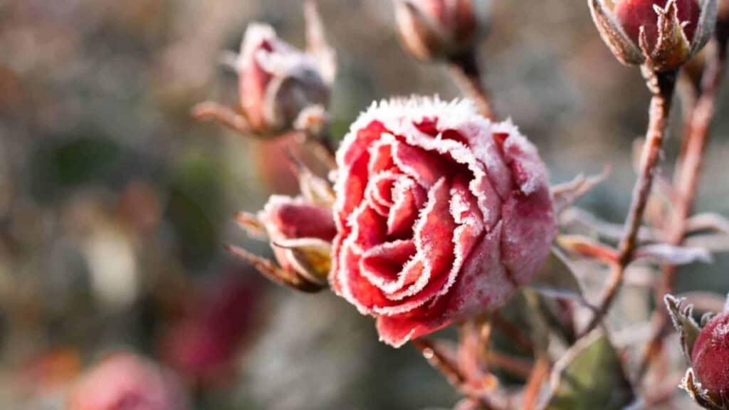 Rose in Frost