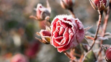 Rose in Frost