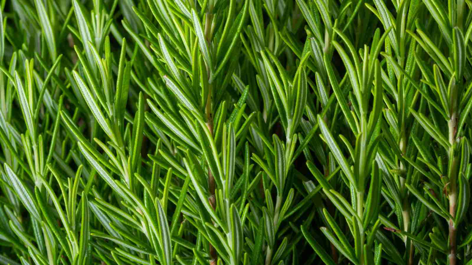 Rosemary