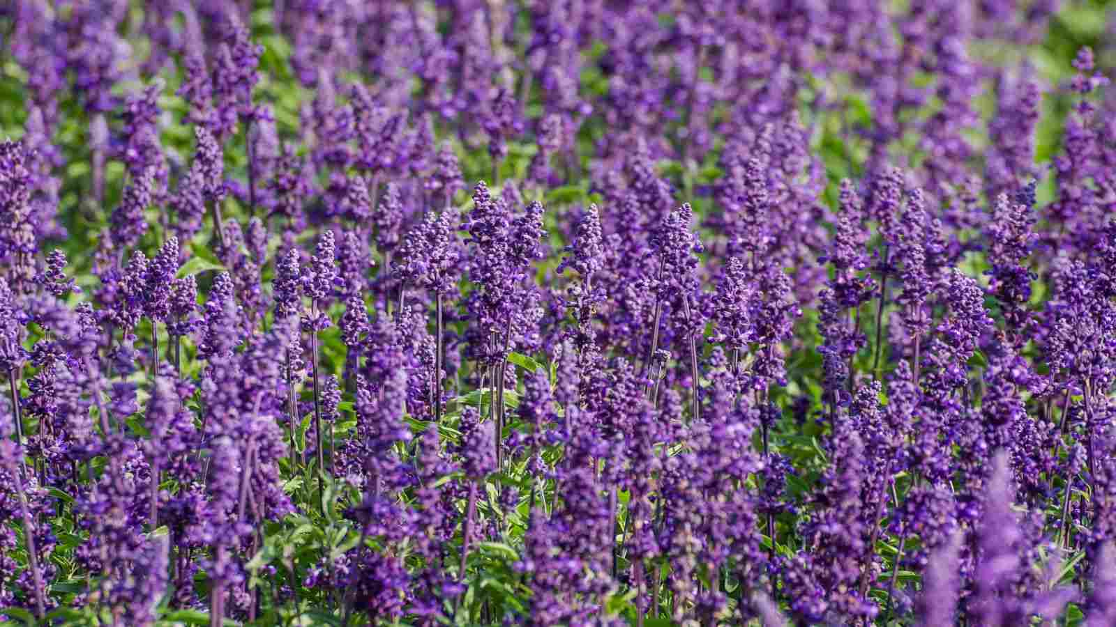 Purple Russian sage spikes on a field