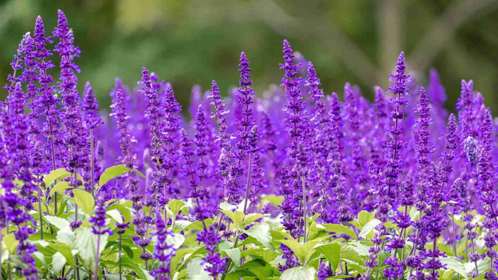 Purple salvia spikes with green foliage in the garden