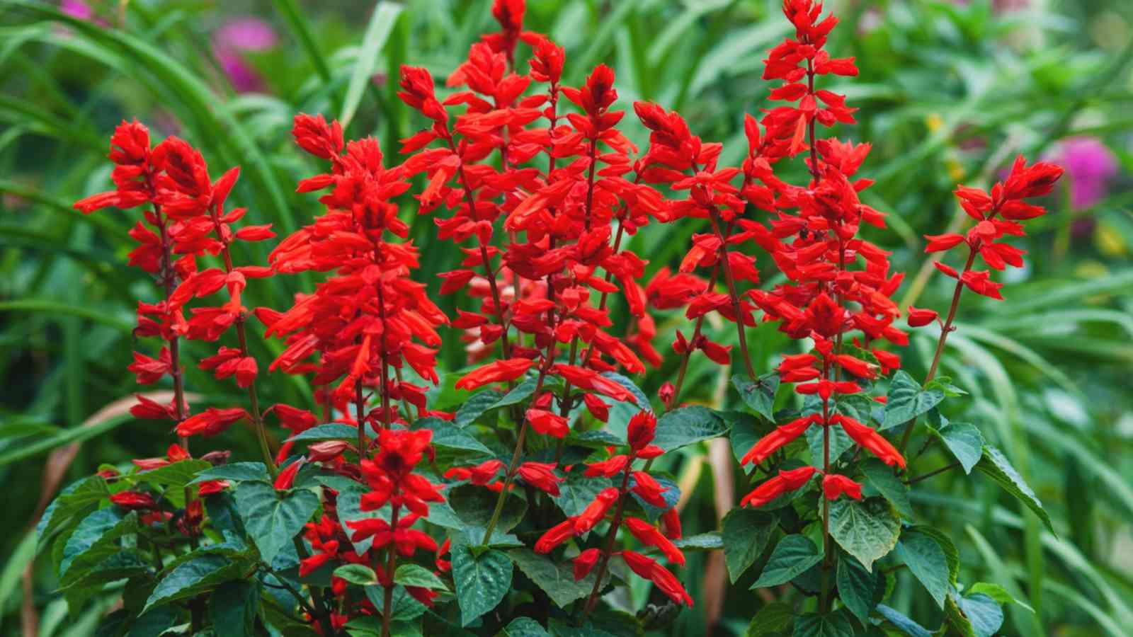 Scarlet Sage (Salvia splendens) with red flowers and green leaves
