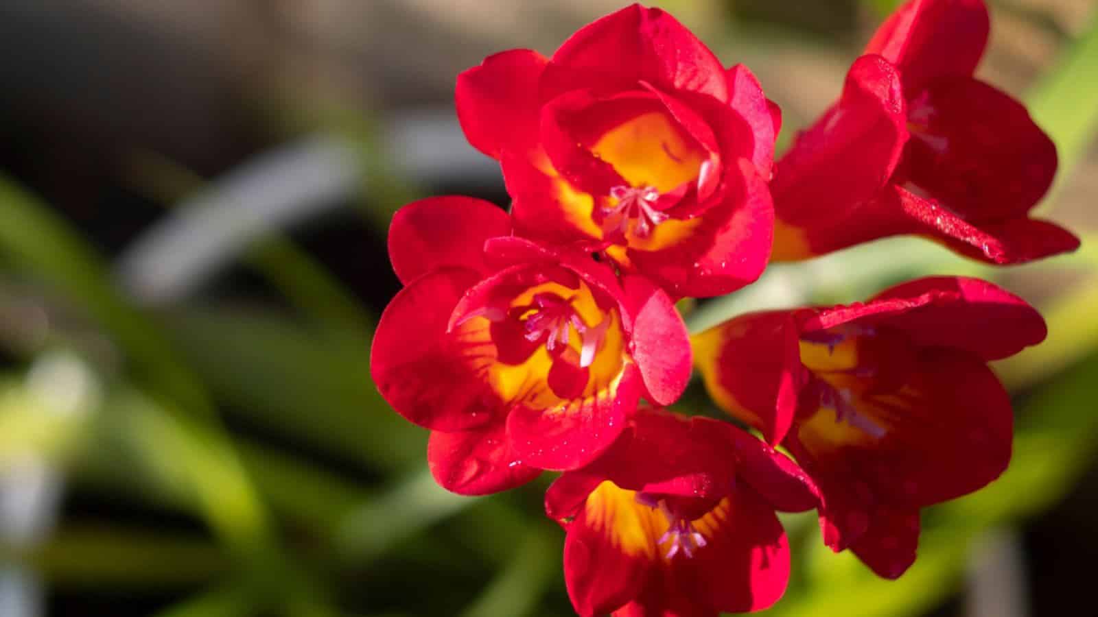 Red Freesia (Freesia spp.) flowers focus shot
