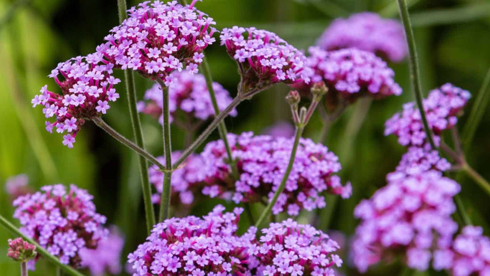 Verbena flowers in the garden