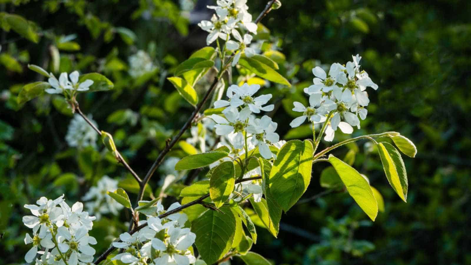 Shadblow Serviceberry (Amelanchier canadensis) with white flowers