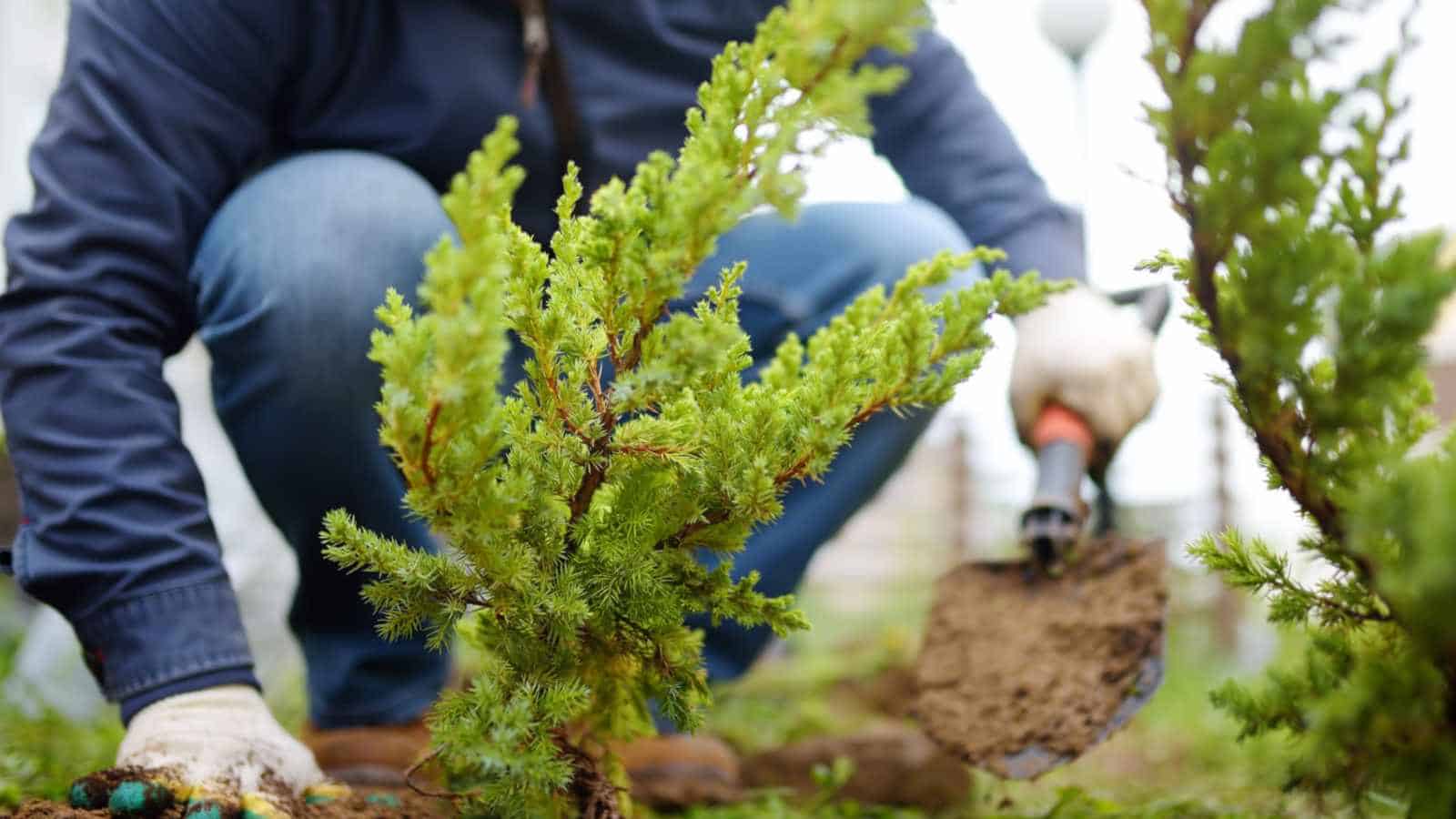 Shortsighted Planting