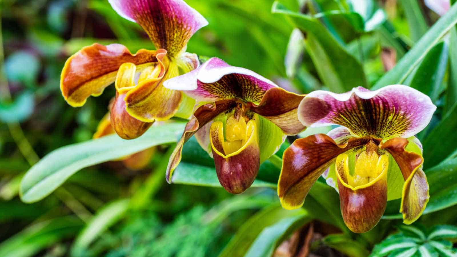 Selective focus of Slipper orchids with green leaves