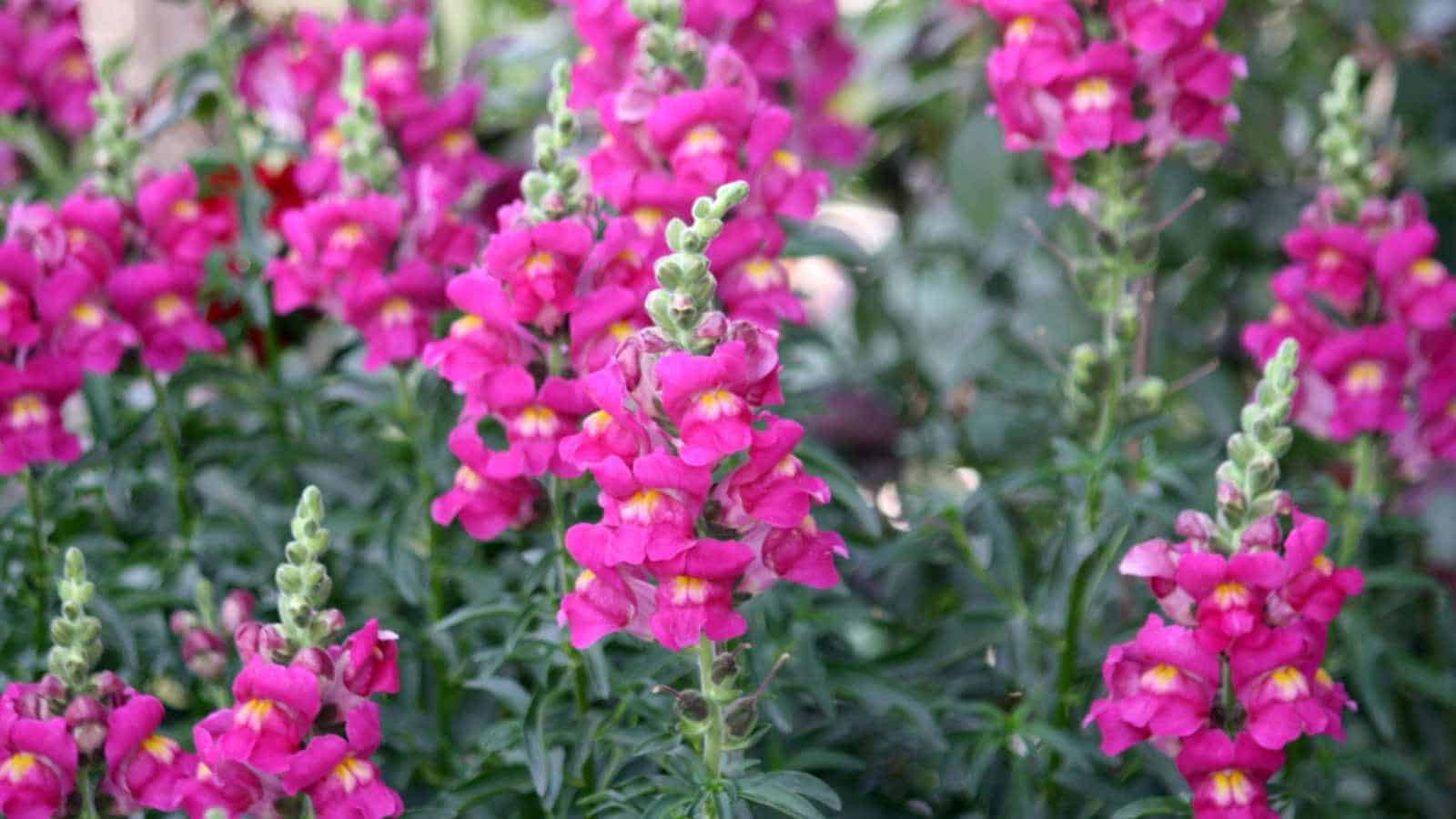 Pink Perfection A Visual Feast Of 17 Blooms Pink Perfection A Visual Feast Of 17 Blooms