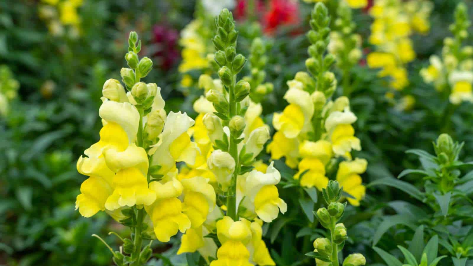 Snapdragon (Antirrhinum majus)