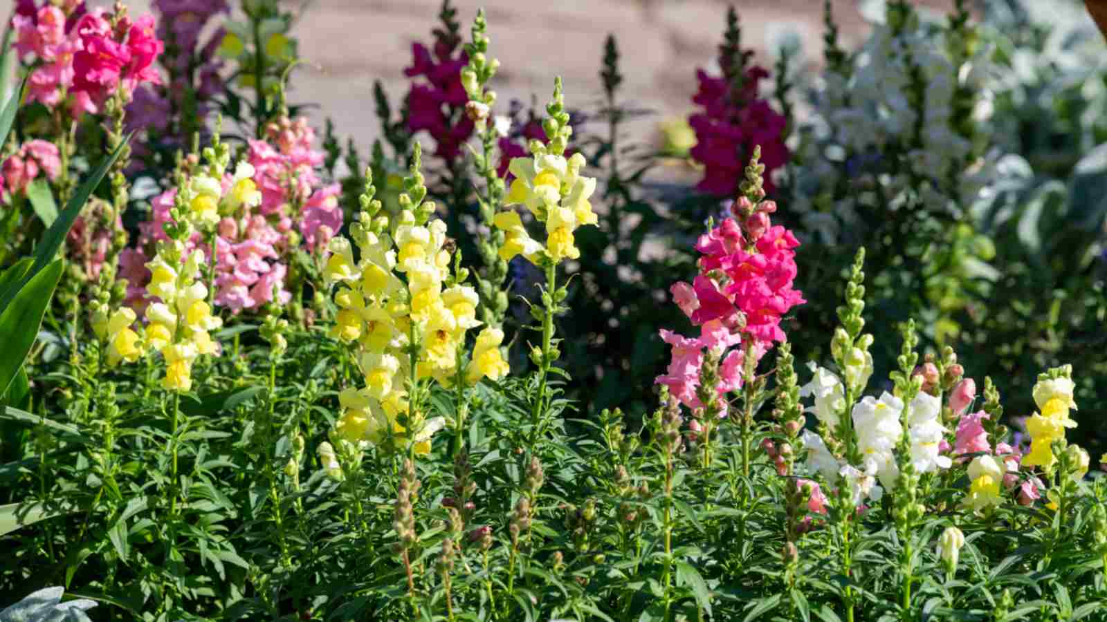 Snapdragon