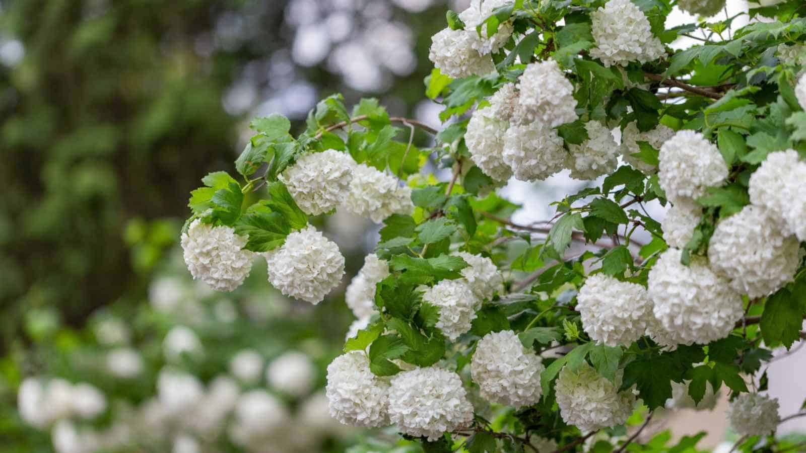 Flowers of Snowball Viburnum (Viburnum opulus 'Roseum')