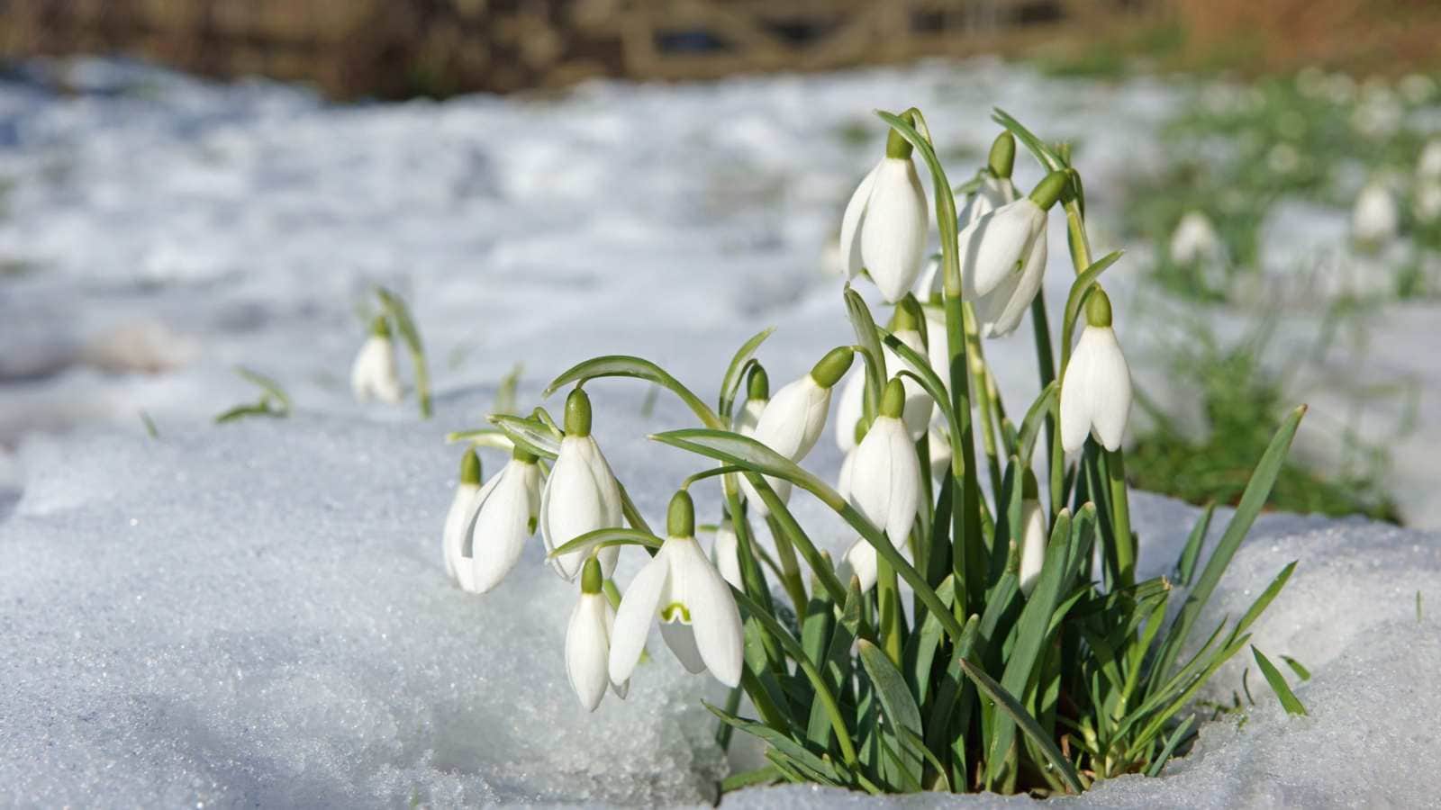 Snowdrops (Galanthus nivalis)