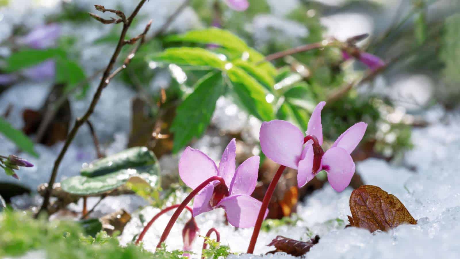 Snowdrops (Galanthus spp.)