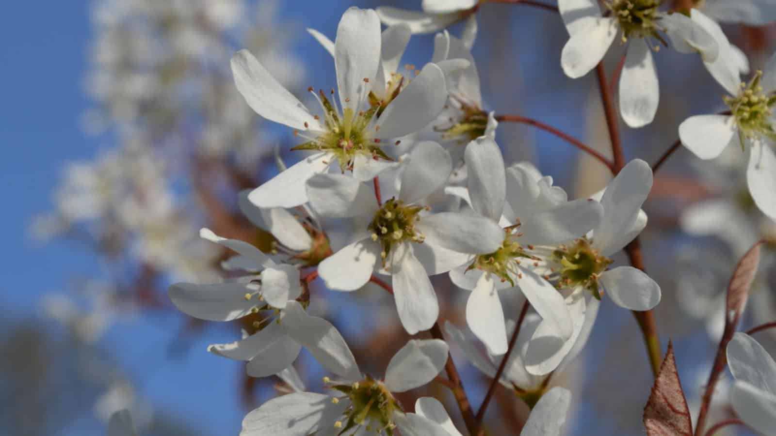 Close-up view of Snowy Mespilus (Amelanchier lamarckii) white flowers