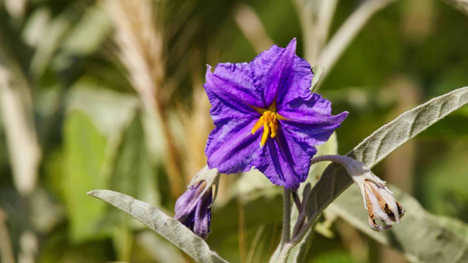 Purple blooming flower of Solanum in the garden