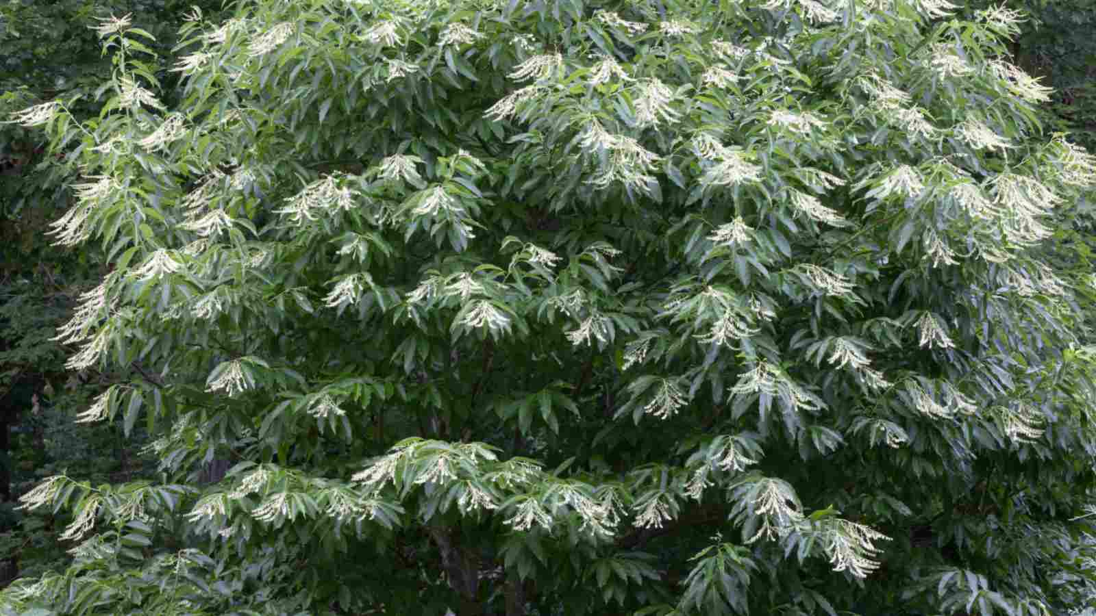 Sourwood (Oxydendrum arboreum) tree with white flowers and green leaves