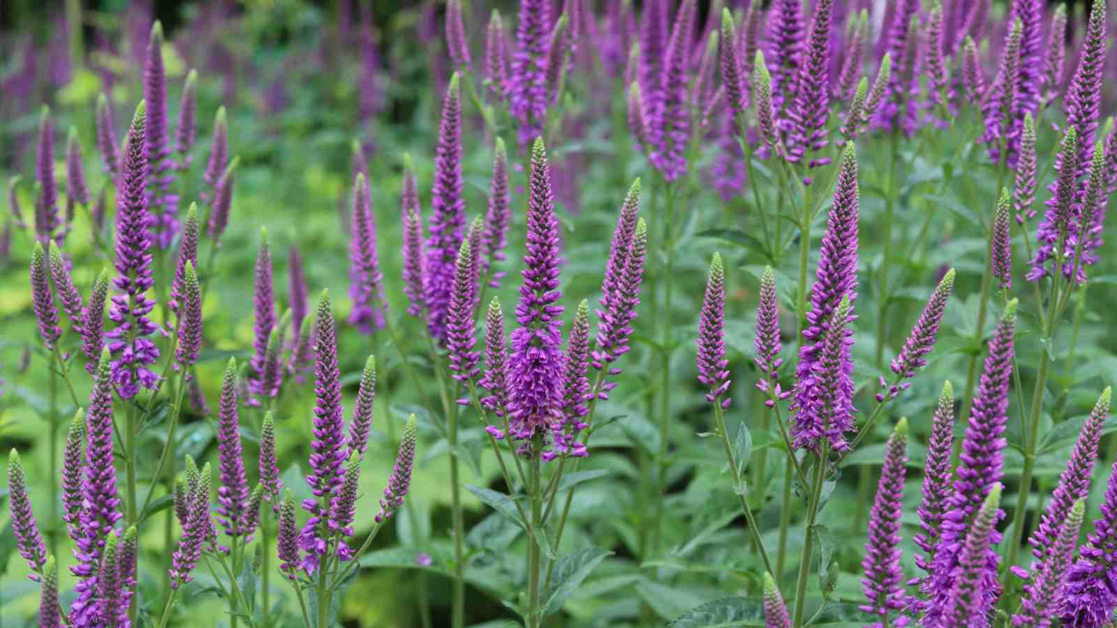 Purple speedwell flowers with green leaves