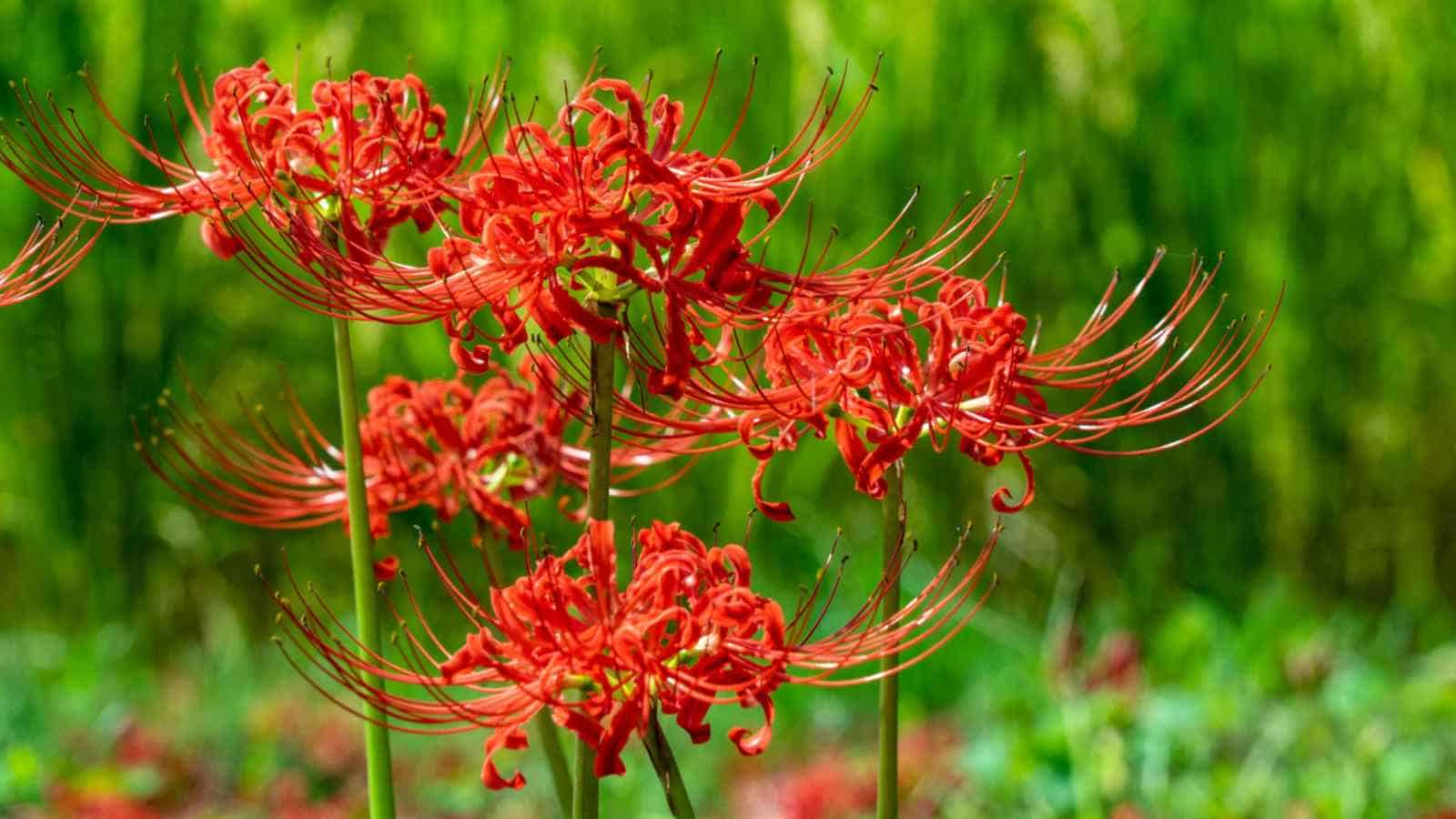 Red Spider Lily (Lycoris spp.) flowers with green background