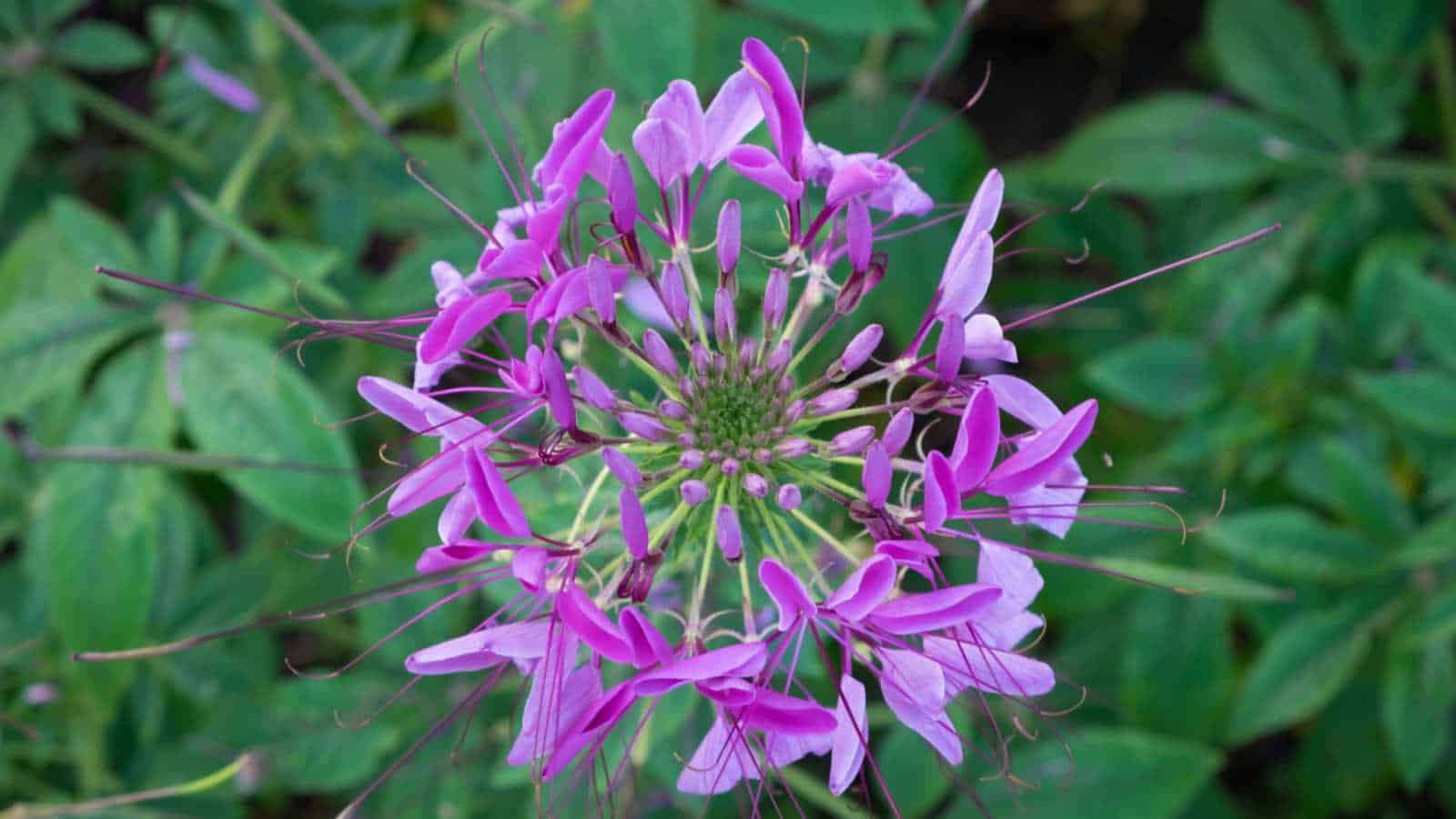 Selective focus of a purple spider flower in the garden