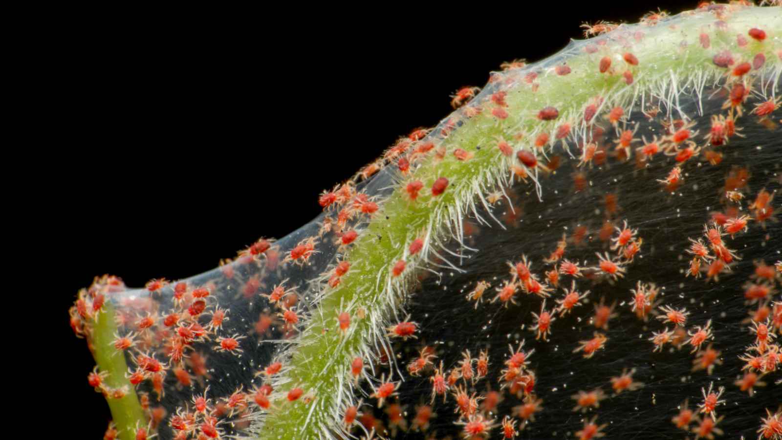Closeup view of spider mites