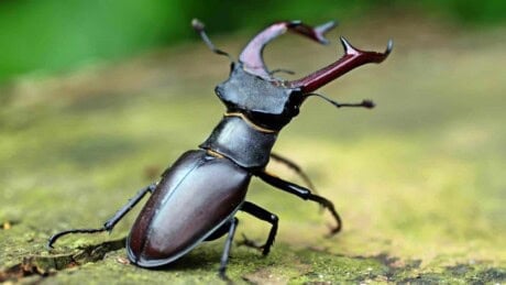 Closeup shot of a stag beetle