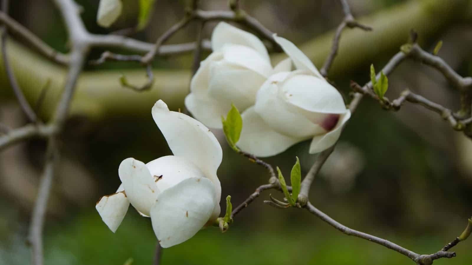 White flowers of Star Anise Magnolia (Magnolia salicifolia)