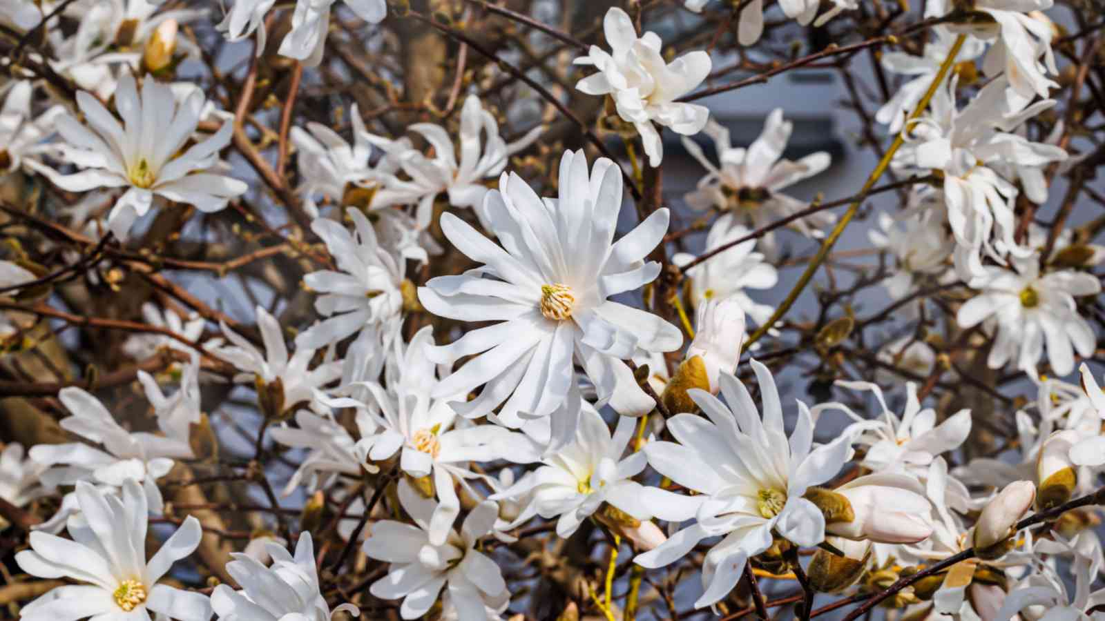 White flowers of Star Magnolia (Magnolia stellata)