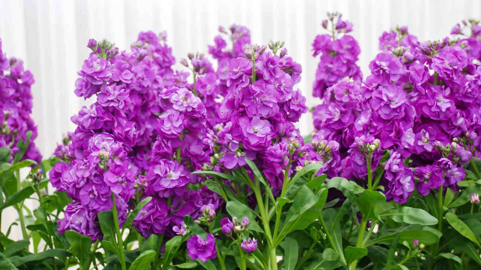 Purple blooming flowers of stock with green leaves