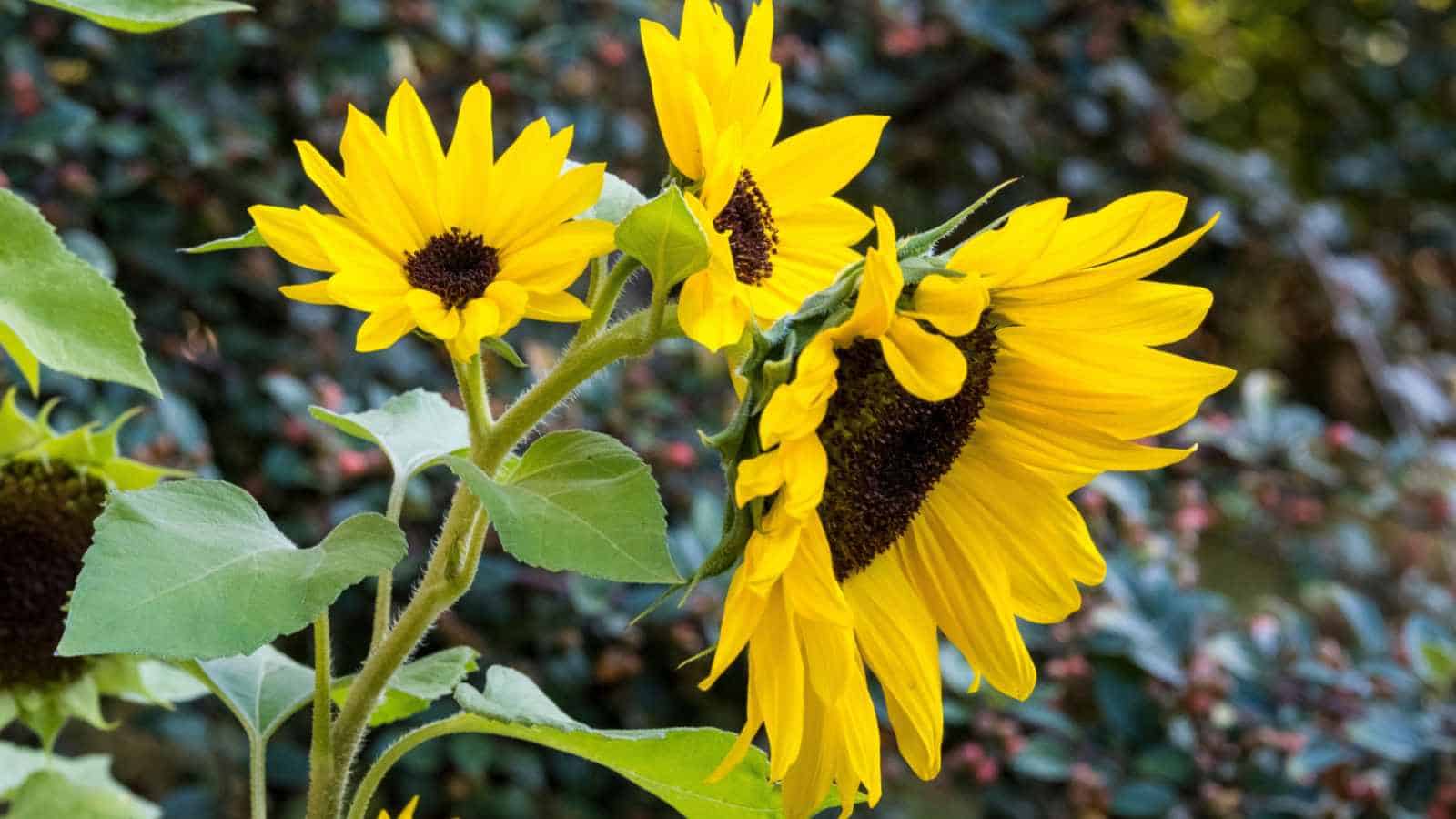 Sunflower