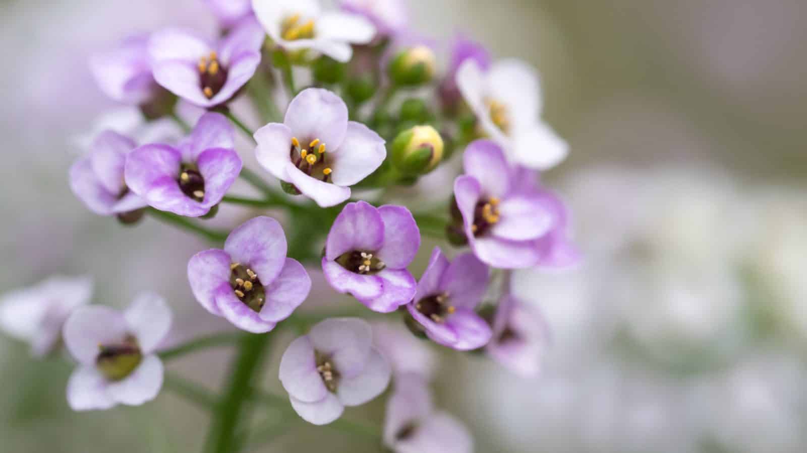 Sweet Alyssum