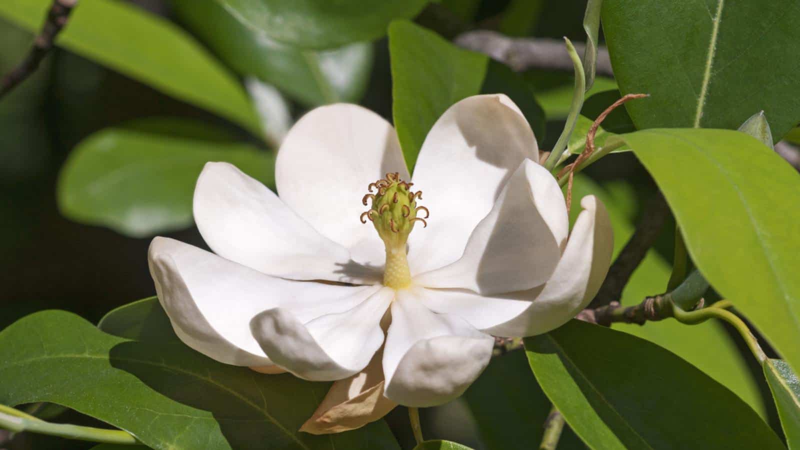 Sweetbay Magnolia (Magnolia virginiana) white flower and green leaves