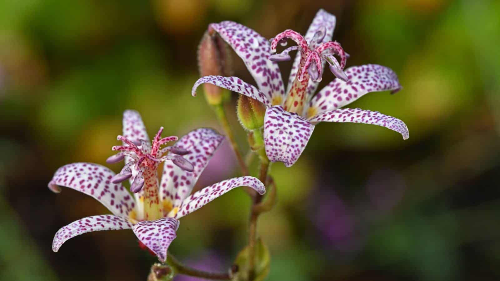 Closeup shot of toad lily flowers