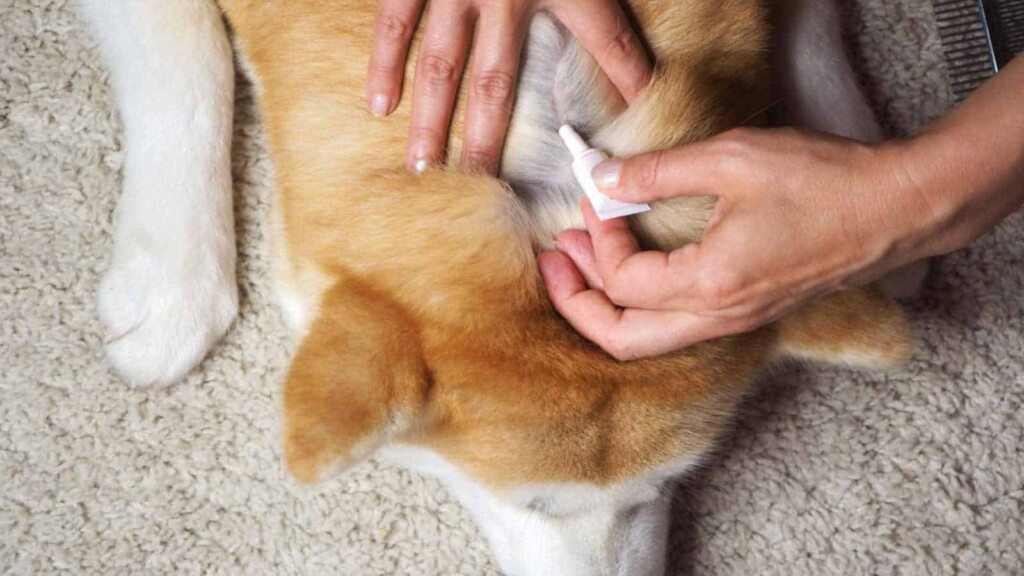 Fresh Look at Flea Eggs What Do They Look Like And How To
