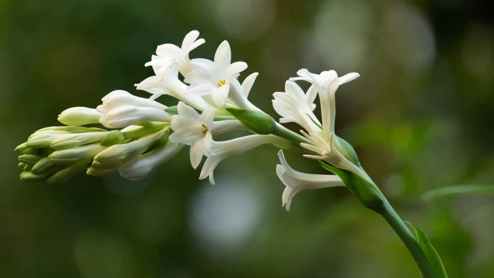 Tuberose (Polianthes tuberosa) 