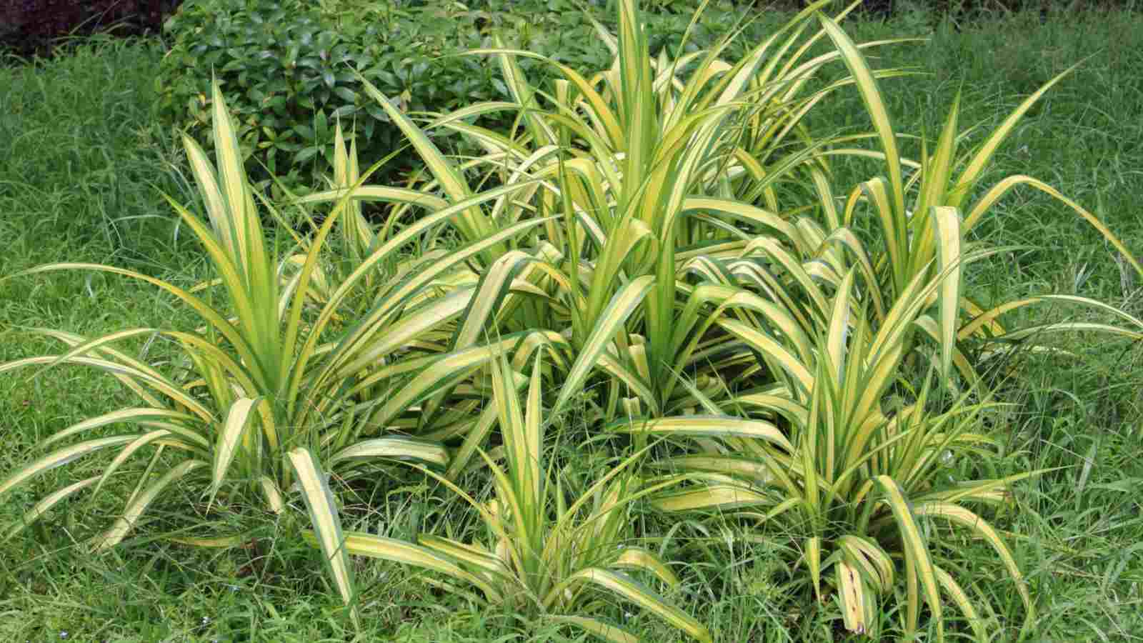 Use monkey grass for low-maintenance borders.