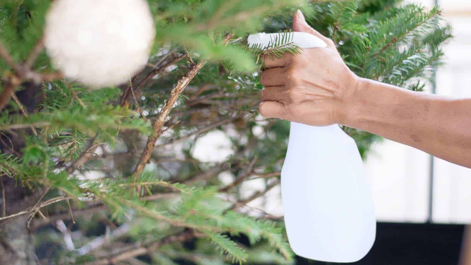 Use room temperature tap water for daily watering
