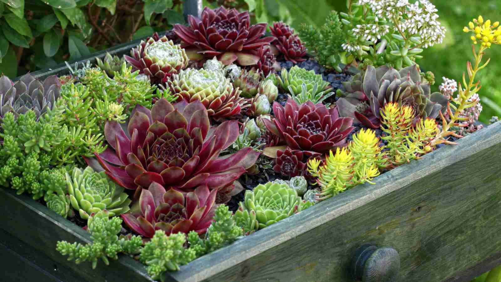 Use succulents in sunny areas.