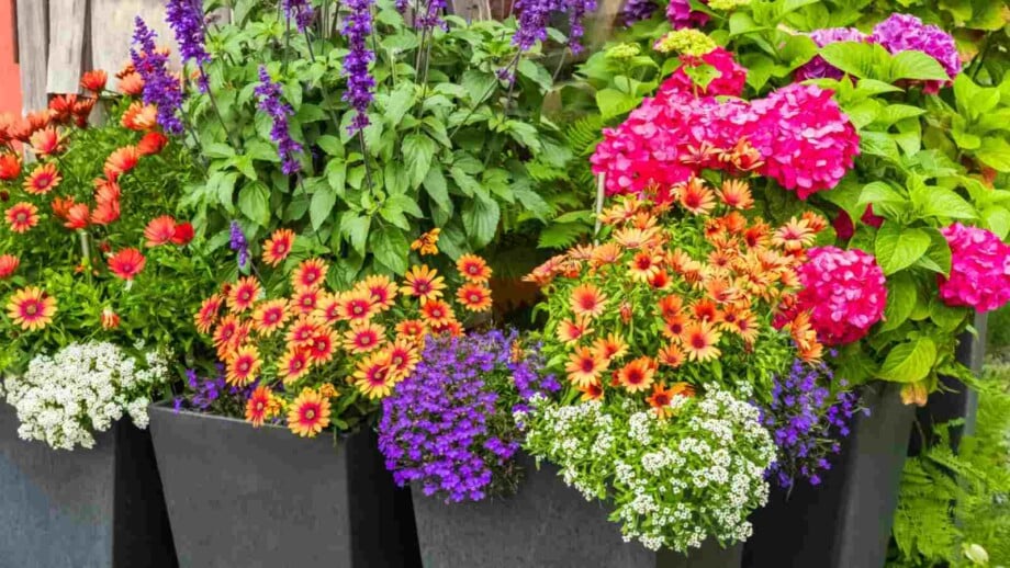 Various potted flowers
