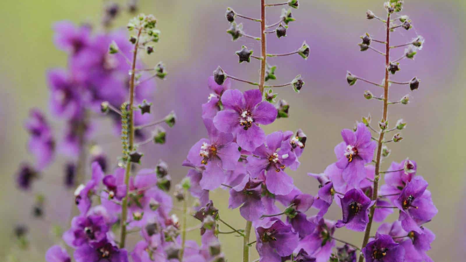 Selective focus of Verbascum purple flowers