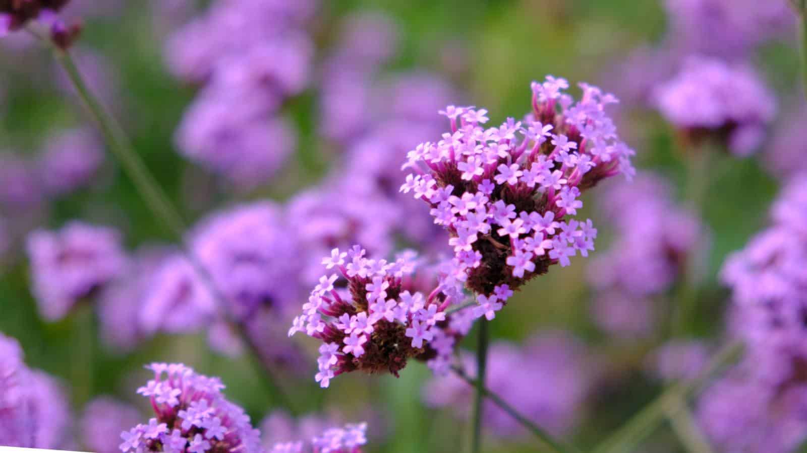 Selective focus of verbena purple flowers