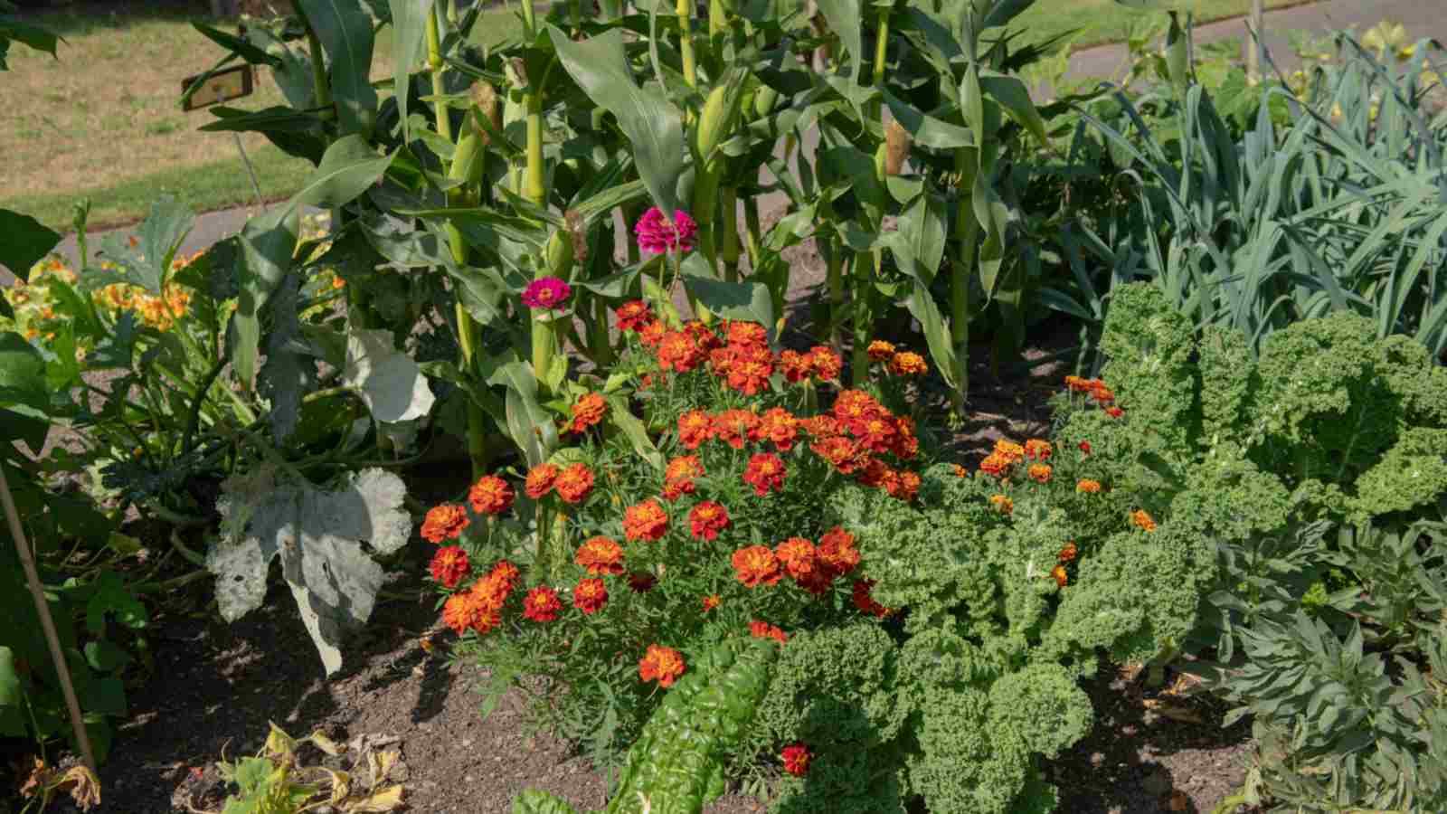Versatile Companion Plants for Vegetables