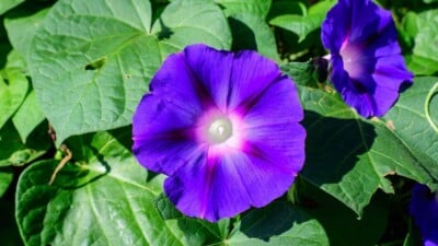 Vivid Blue Morning Glory