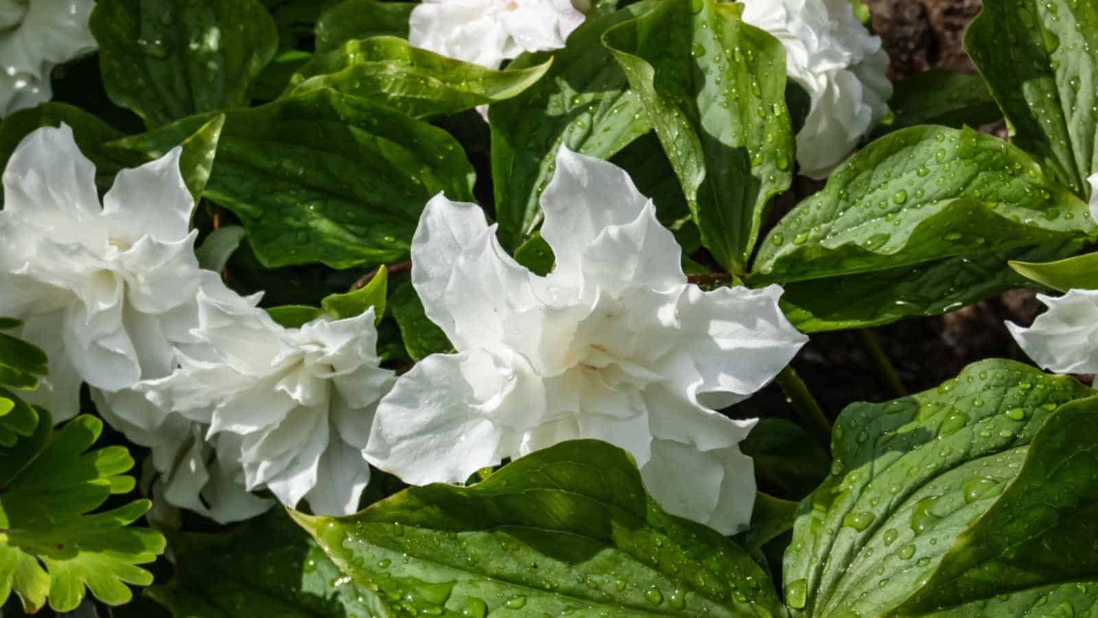 Wake Robin (Trillium spp.)
