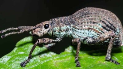 Closeup view of a Broad-nosed weevil on a green leaf