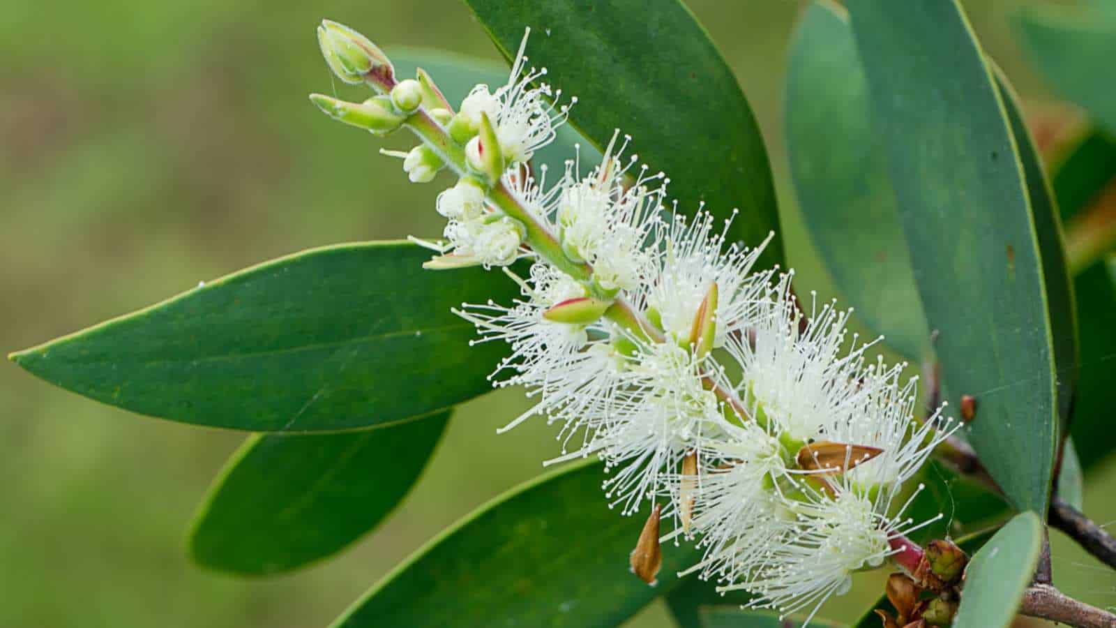 Closeup of White Cedar (Melaleuca quinquenervia) white flowers and green leaves