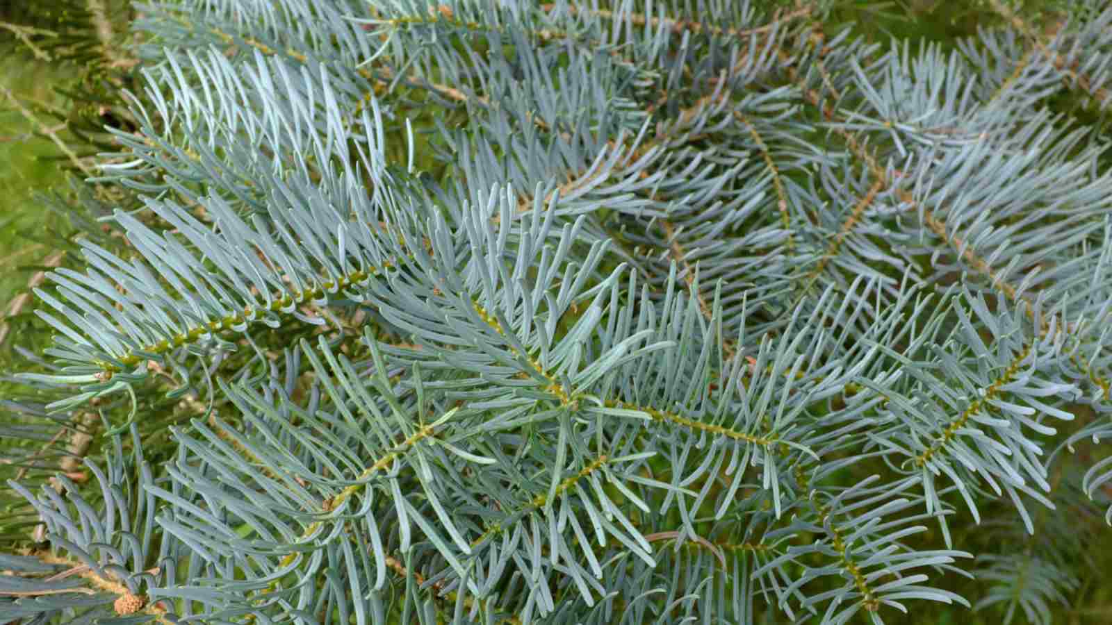 White Fir