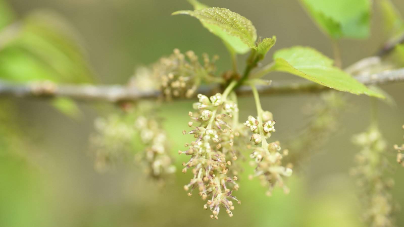 Close-up shot of White Mulberry (Morus alba) flowers