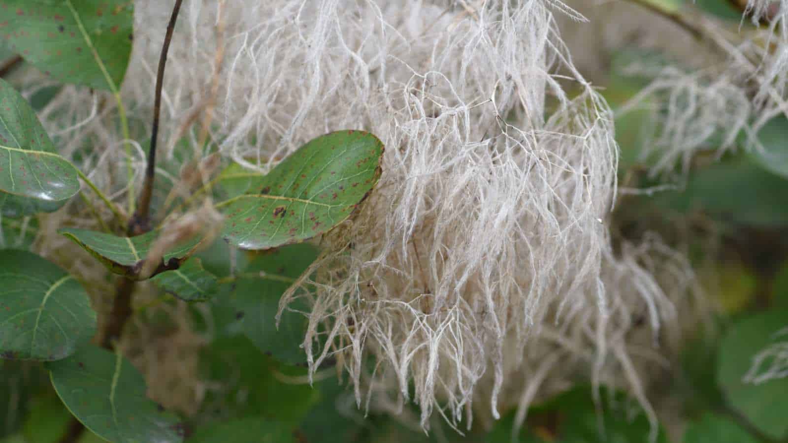 Smoke Tree (Cotinus coggygria) with white flowers