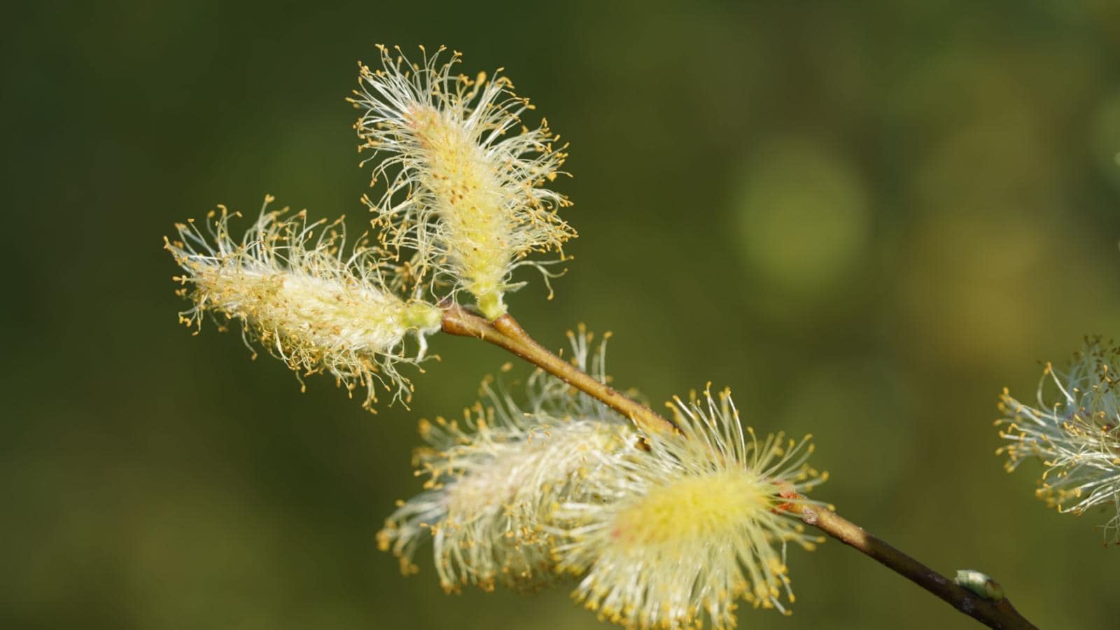 Macro of the white flowers of White Willow (Salix alba)
